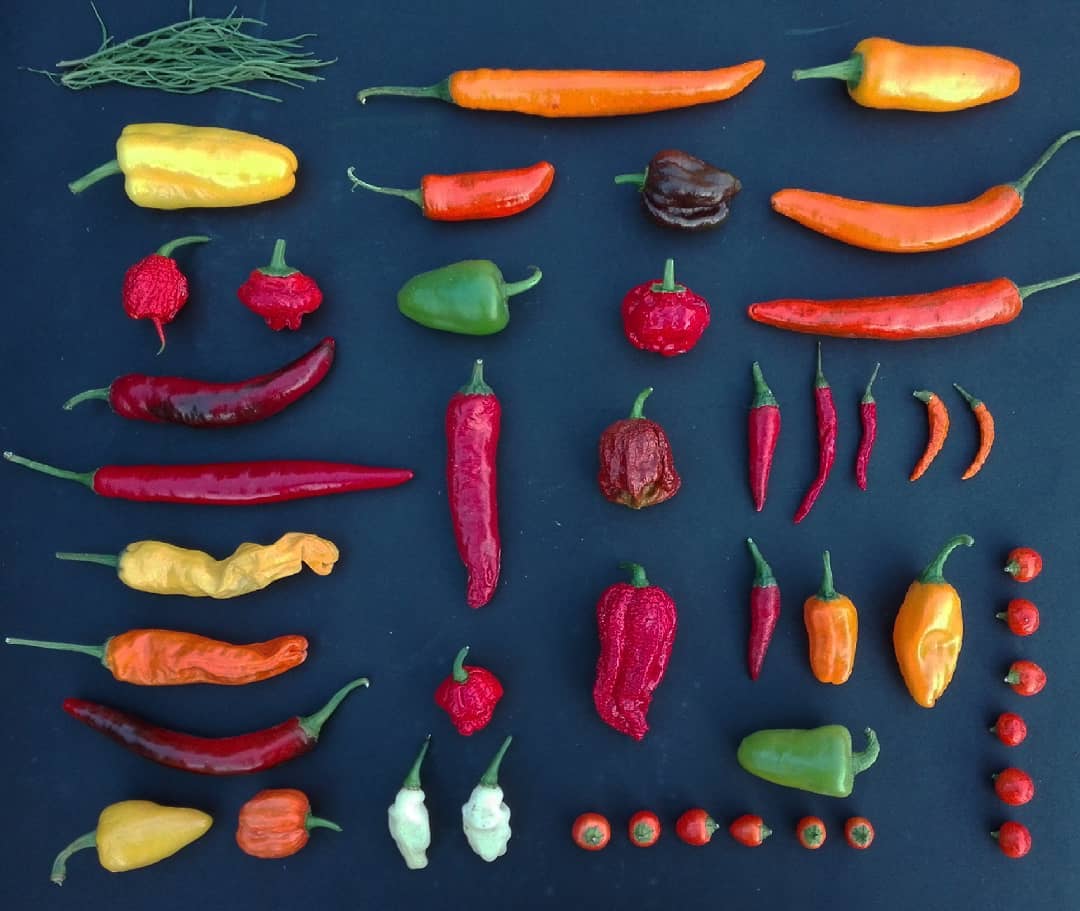 A Kertportál Major által termesztett chili fajták... egy része! :)